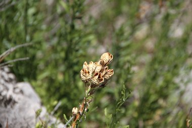 نسب المصنف - غير تجاري 4.0 دولي (CC BY-NC 4.0)- i naturalist.