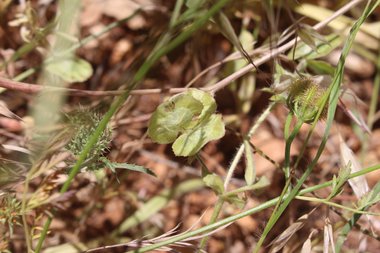 القرون، شهر أيار. هذه الصورة مرخصة تحت المشاع الإبداعي نسب المصنف - غير تجاري 4.0