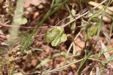 Pods, May. This photo is available under the Creative Commons CC-BY-NC 4.0 License.