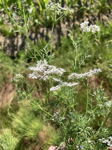 نسب المصنف - غير تجاري 4.0 دولي (CC BY-NC 4.0)- i naturalist.