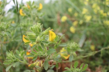 Flowers & Leaves, April. This photo is available under the Creative Commons CC-BY-NC 4.0.