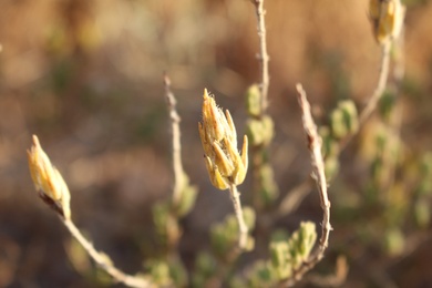 Seed Head, September. This photo is available under the Creative Commons CC-BY-NC 4.0.