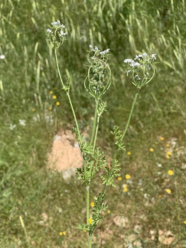 نسب المصنف - غير تجاري 4.0 دولي (CC BY-NC 4.0)- i naturalist.