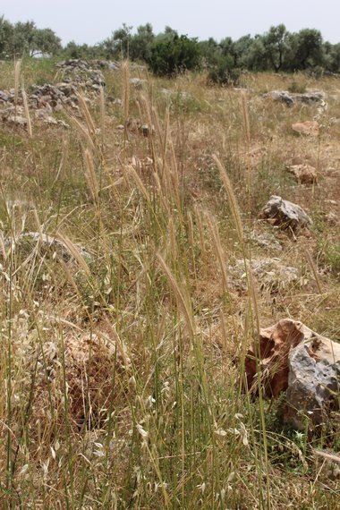 صورة عامة، شهر أيار. هذه الصورة مرخصة تحت المشاع الإبداعي نسب المصنف - غير تجاري 4.0