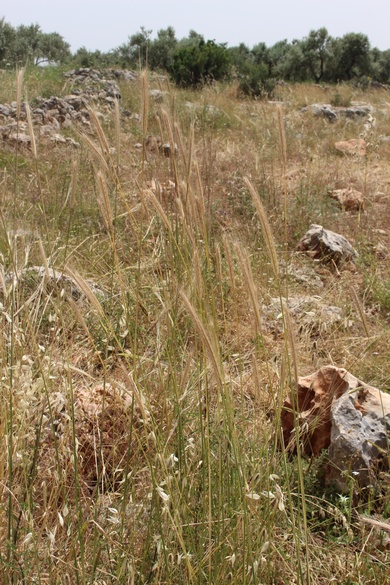 General View, May. This photo is available under the Creative Commons CC-BY-NC 4.0 License.