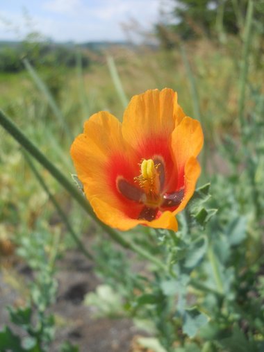 نسب المصنف - غير تجاري 4.0 دولي (CC BY-NC 4.0)- i naturalist.