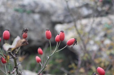 الثمار، شهر كانون الأول. هذه الصورة مرخصة تحت المشاع الإبداعي نسب المصنف - غير تجاري 4.0 .