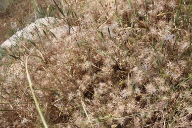 البذور. هذه الصورة مرخصة تحت المشاع الإبداعي نسب المصنف - غير تجاري 4.0