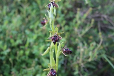 الأزهار، شهر آذار. هذه الصورة مرخصة تحت المشاع الاٍبداعي نسب المصنف - غير تجاري 4.0