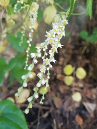 Flowers, January. This photo is available under the Creative Commons CC-BY-NC 4.0.