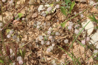Seeds, April. This photo is available under the Creative Commons CC-BY-NC 4.0.