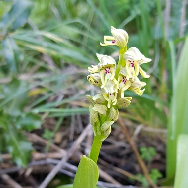 الزهرة، شهر كانون الثاني. هذه الصورة مرخصة تحت المشاع الإبداعي نسب المصنف - غير تجاري 4.0