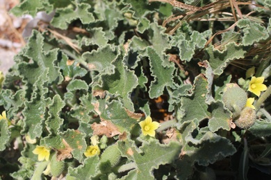 Flowers & Leaves, July. This photo is available under the Creative Commons CC-BY-NC 4.0 License.