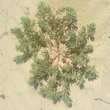 ويكيداتا. مرخص بموجب رخصة المشاع الإبداعي نسبة المصنف إِلى مؤلفه - المشاركة بالمثل 3.0 العامة.