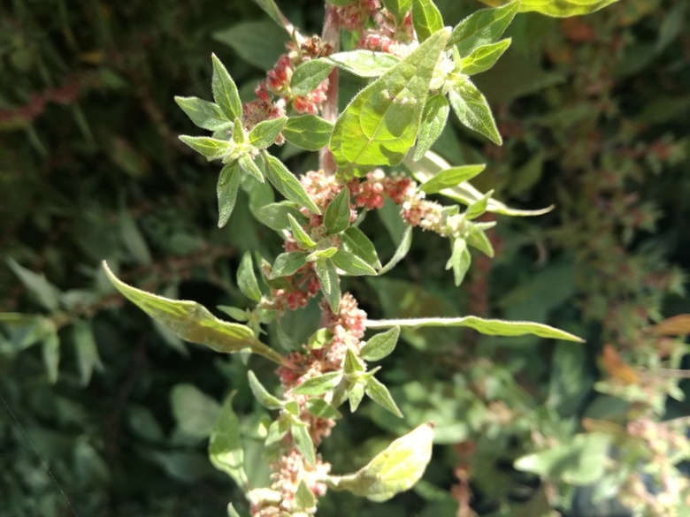 Via inaturalist. Licensed under Attribution-NonCommercial 4.0.International.