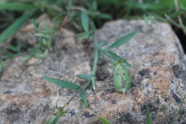 الأوراق، شهر نيسان. هذه الصورة مرخصة تحت المشاع الإبداعي نسب المصنف - غير تجاري 4.0