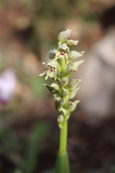 الأزهار، شهر آذار. هذه الصورة مرخصة تحت المشاع الاٍبداعي نسب المصنف - غير تجاري 4.0