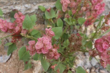 الثمار، شهر أيار. هذه الصورة مرخصة تحت المشاع الاٍبداعي نسب المصنف - غير تجاري 4.0