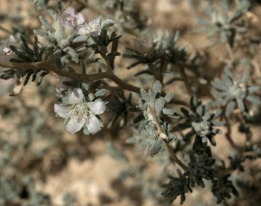 ويكيداتا. مرخص بموجب رخصة المشاع الإبداعي نسبة المصنف إِلى مؤلفه - المشاركة بالمثل 3.0 العامة.