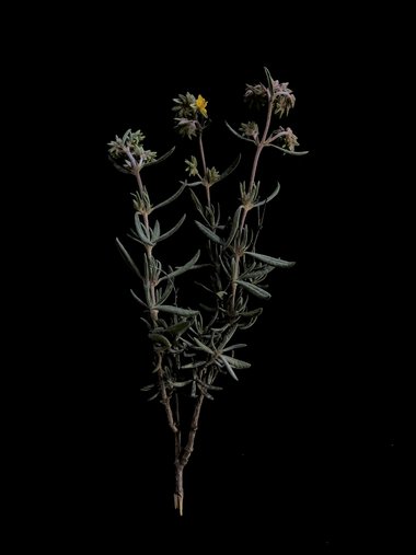 General View, April. This photo is available under the Creative Commons CC-BY-NC 4.0 License.