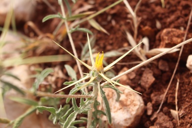 Flowers, May. This photo is available under the Creative Commons CC-BY-NC 4.0 License.