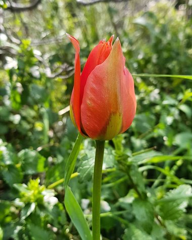 Flower, March. This photo is available under the Creative Commons CC-BY-NC 4.0 License.