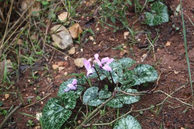 الأزهار و الأوراق، شهر كانون الثاني. هذه الصورة مرخصة تحت المشاع الإبداعي نسب المصنف - غير تجاري 4.0
