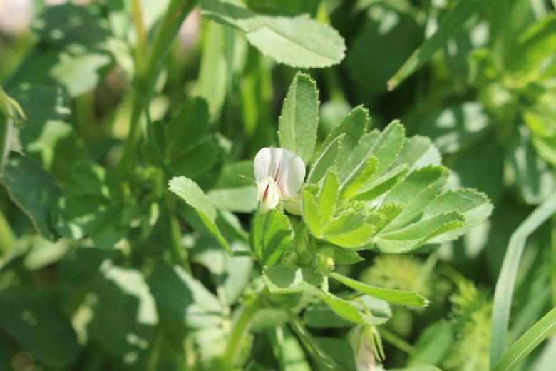 الزهرة و الأوراق، شهر آذار. هذه الصورة مرخصة تحت المشاع الاٍبداعي نسب المصنف - غير تجاري 4.0