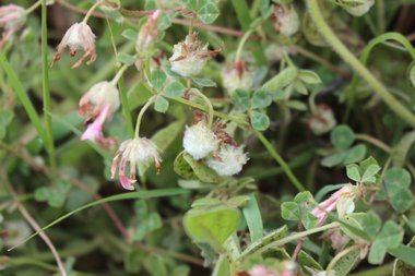 الأزهار و الأوراق، شهر آذار. هذه الصورة مرخصة تحت المشاع الإبداعي نسب المصنف - غير تجاري 4.0