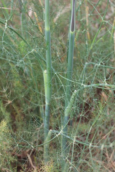 الأوراق والساق، شهر اب. هذه الصورة مرخصة تحت المشاع الاٍبداعي نسب المصنف - غير تجاري 4.0