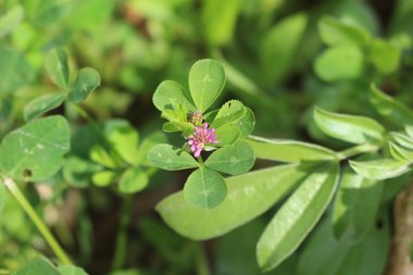 Flowers & Leaves, March. This photo is available under the Creative Commons CC-BY-NC 4.0 License.