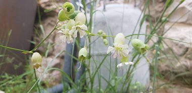 الأزهار، شهر أيار. هذه الصورة مرخصة تحت المشاع الإبداعي نسب المصنف - غير تجاري 4.0