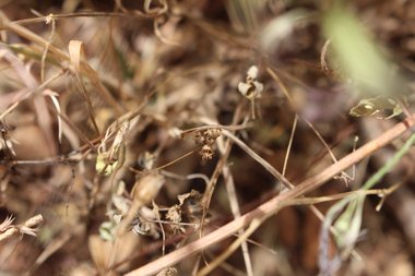 القرون، شهر أيار. هذه الصورة مرخصة تحت المشاع الاٍبداعي نسب المصنف - غير تجاري 4.0