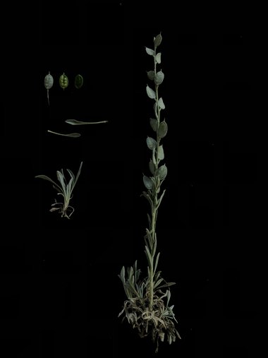 صورة عامة، شهر نيسان. هذه الصورة مرخصة تحت المشاع الاٍبداعي نسب المصنف - غير تجاري 4.0