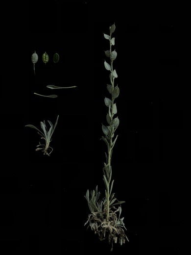 General View, April. This photo is available under the Creative Commons CC-BY-NC 4.0 License.