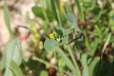 الزهرة و الأوراق، شهر آذار. هذه الصورة مرخصة تحت المشاع الإبداعي نسب المصنف - غير تجاري 4.0