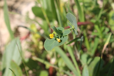 Flower & Leaf, March. This photo is available under the Creative Commons CC-BY-NC 4.0 License.