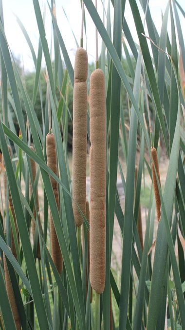 نسب المصنف - غير تجاري 4.0 دولي (CC BY-NC 4.0)- i naturalist.