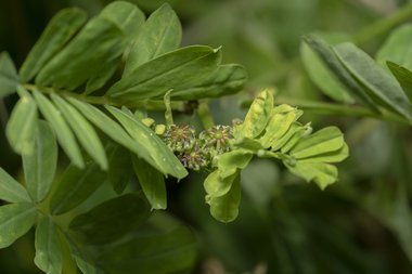 نسب المصنف - غير تجاري 4.0 دولي (CC BY-NC 4.0)- i naturalist.