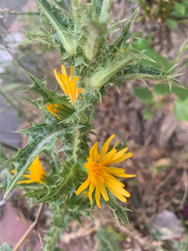 General view, june. This photo is available under the Creative Commons CC-BY-NC 4.0 License.