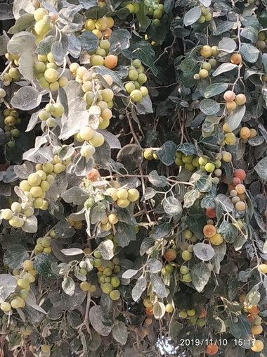 الثمار و الأوراق، شهر نيسان. هذه الصورة مرخصة تحت المشاع الاٍبداعي نسب المصنف - غير تجاري 4.0