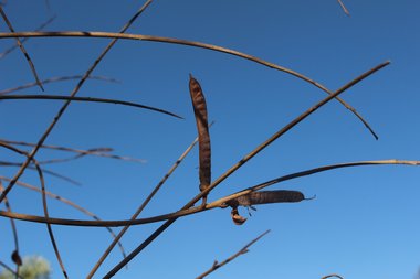 القرون، شهر حزيران. هذه الصورة مرخصة تحت المشاع الإبداعي نسب المصنف - غير تجاري 4.0