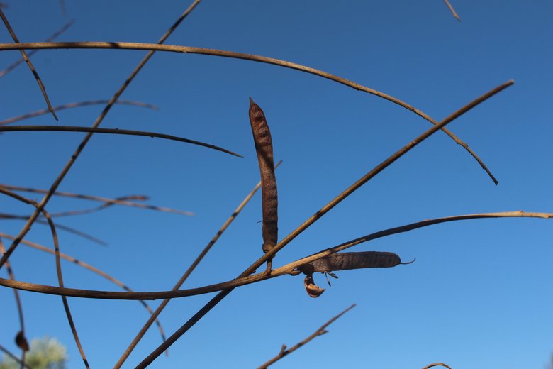 القرون، شهر حزيران. هذه الصورة مرخصة تحت المشاع الإبداعي نسب المصنف - غير تجاري 4.0