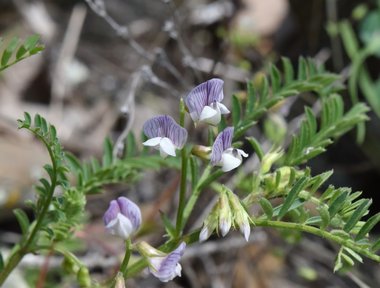 نسب المصنف - غير تجاري 4.0 دولي (CC BY-NC 4.0)- i naturalist.