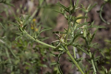 نسب المصنف - غير تجاري 4.0 دولي (CC BY-NC 4.0)- i naturalist.