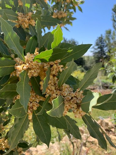 الأزهار والأوراق، شهر نيسان. هذه الصورة مرخصة تحت المشاع الاٍبداعي نسب المصنف - غير تجاري 4.0