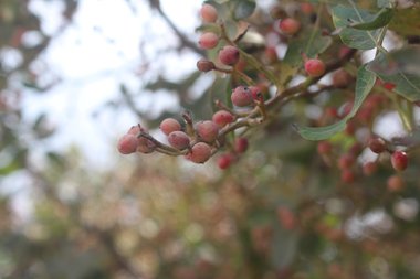 الثمار، شهر تشرين الأول. هذه الصورة مرخصة تحت المشاع الاٍبداعي نسب المصنف - غير تجاري 4.0