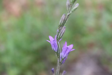 الأزهار، شهر نيسان. هذه الصورة مرخصة تحت المشاع الاٍبداعي نسب المصنف - غير تجاري 4.0