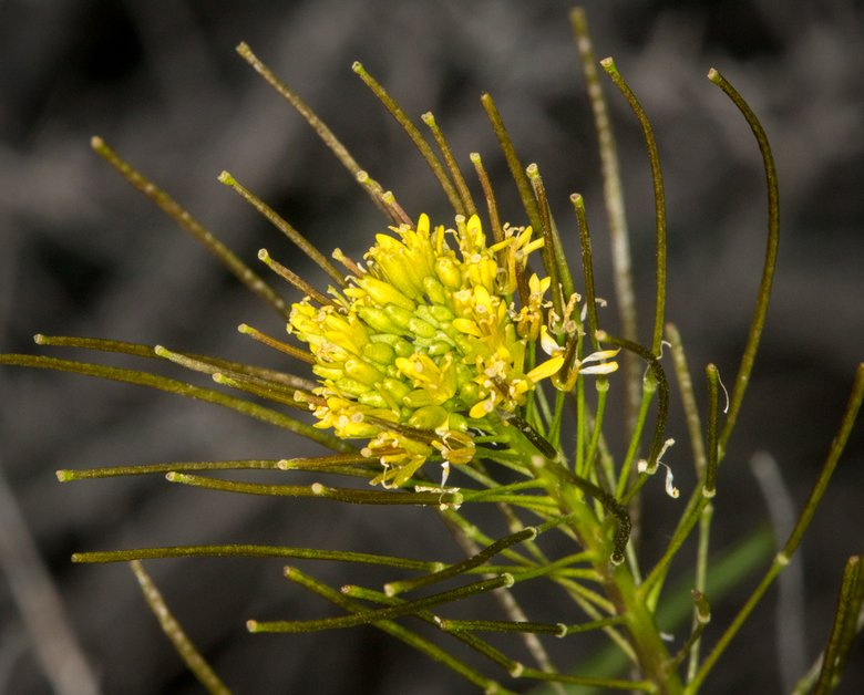 نسب المصنف - غير تجاري 4.0 دولي (CC BY-NC 4.0)- i naturalist.