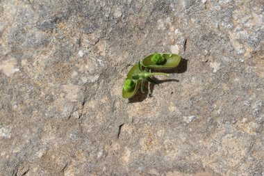 الثمرة، شهر نيسان. هذه الصورة مرخصة تحت المشاع الاٍبداعي نسب المصنف - غير تجاري 4.0